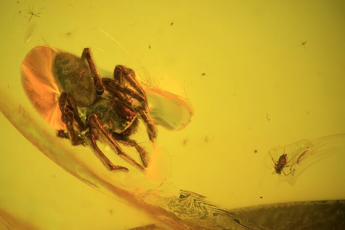 Fossil Spider (Aranea) and Prey In Baltic Amber #48227